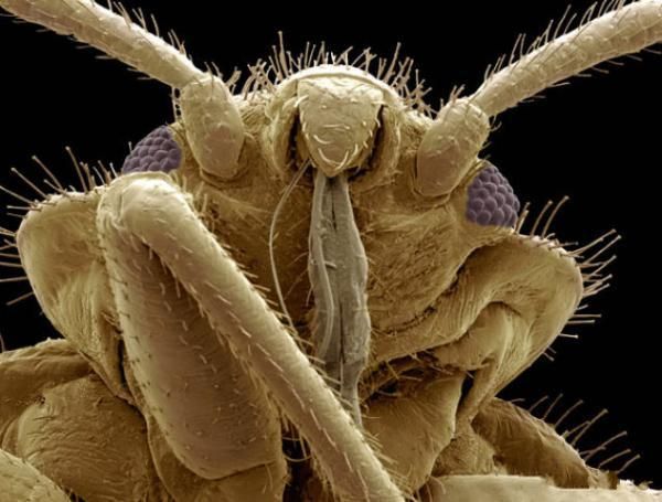 insekti Stjenica