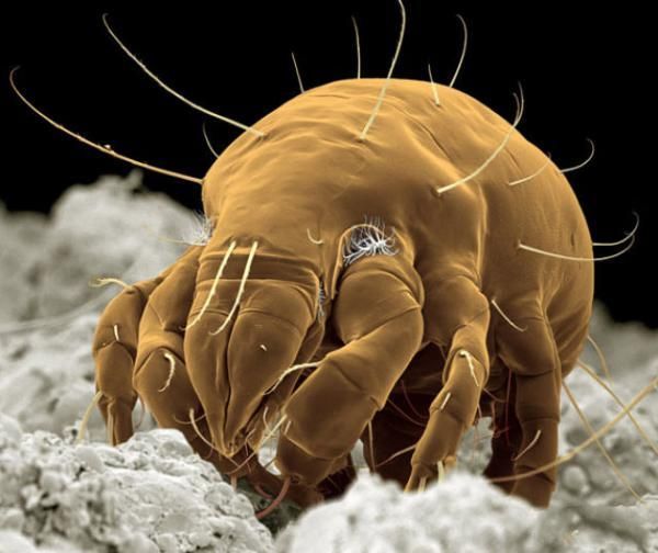 insekti Brašnasta grinja