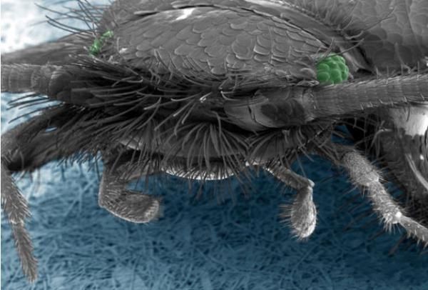 Glava srebrne ribice (Silverfish) Glava srebrne ribice (Silverfish)