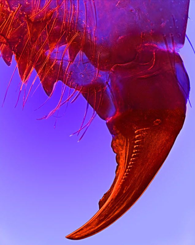 fotografije Portion of spider mandible (10X magnification) taken in Knokke, Belgium