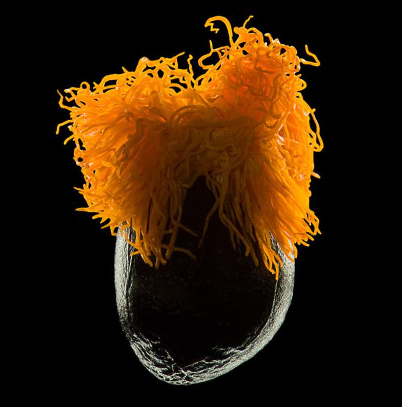 fotografije Bird of paradise seed (10X magnification) taken at Institute of Pathophysiology, First Medical Faculty, Charles University in Prague, Czech Republic