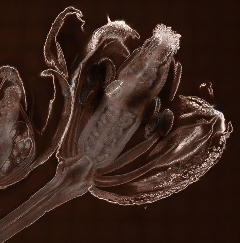 fotografije Thale cress flower showing early ovule and pollen development (20X magnification) taken at School of Life Sciences, Oxford Brookes University in Oxford, England