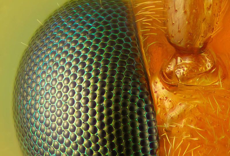 fotografije Wasp eye and antenna (40X magnification) taken in Issaquah, Washington