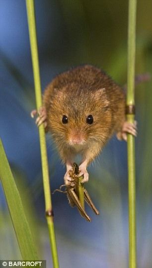 Micromys minutus