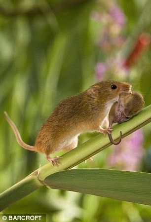 Micromys minutus