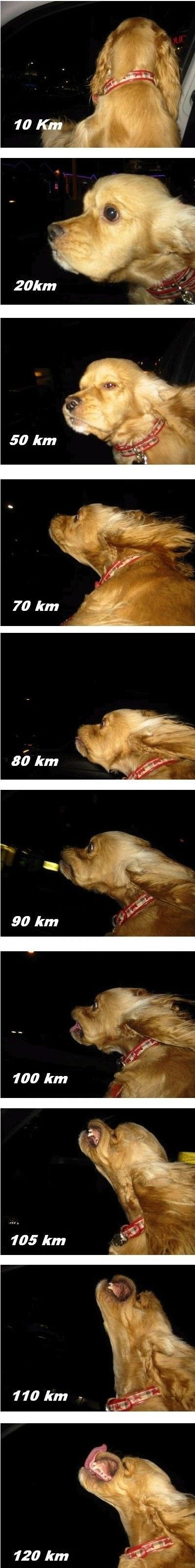 Ha, ha... Funny Dog! :)